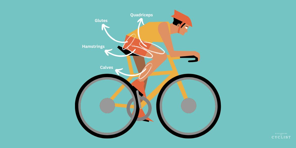 Does Cycling Build Muscle? (The Truth)